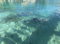 Dolphins swimming in roughly 2 meters of clear, light blue tinted water