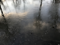 Subtle ripples in the reflection of tress on the surface of a pond